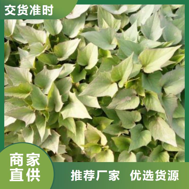 【紫薯苗】胡萝卜丁快速发货专业生产团队