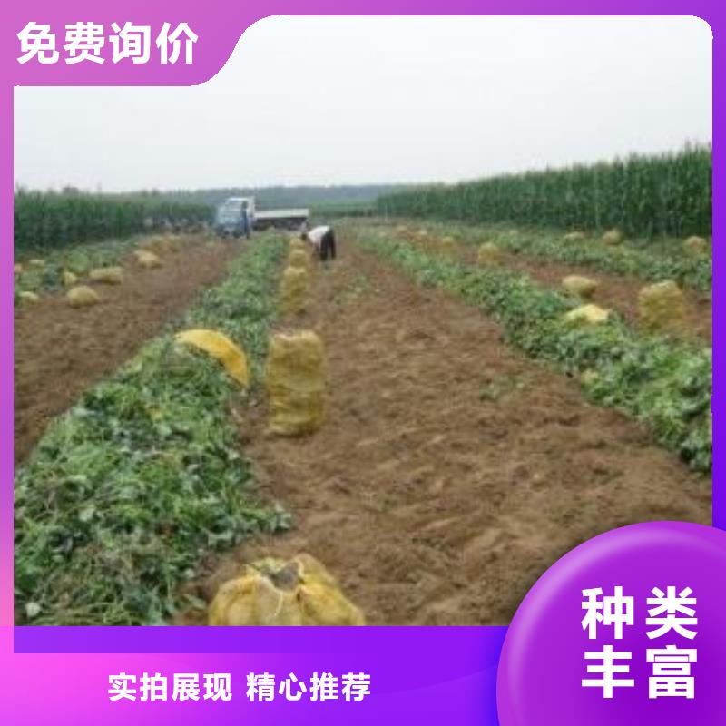紫薯苗羽衣甘蓝粉价格透明一个起售