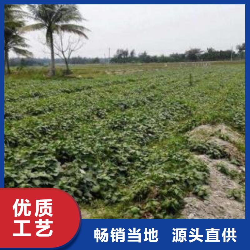 【紫薯苗】羽衣甘蓝粉好货直销当地生产商