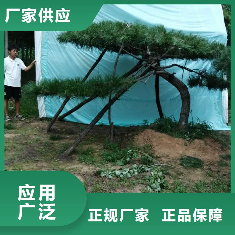 造型松大型古松货品齐全质量三包
