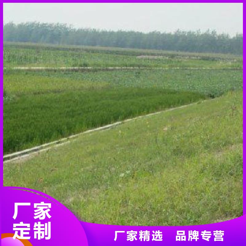 三维植被网-水土保护毯准时交付实力公司