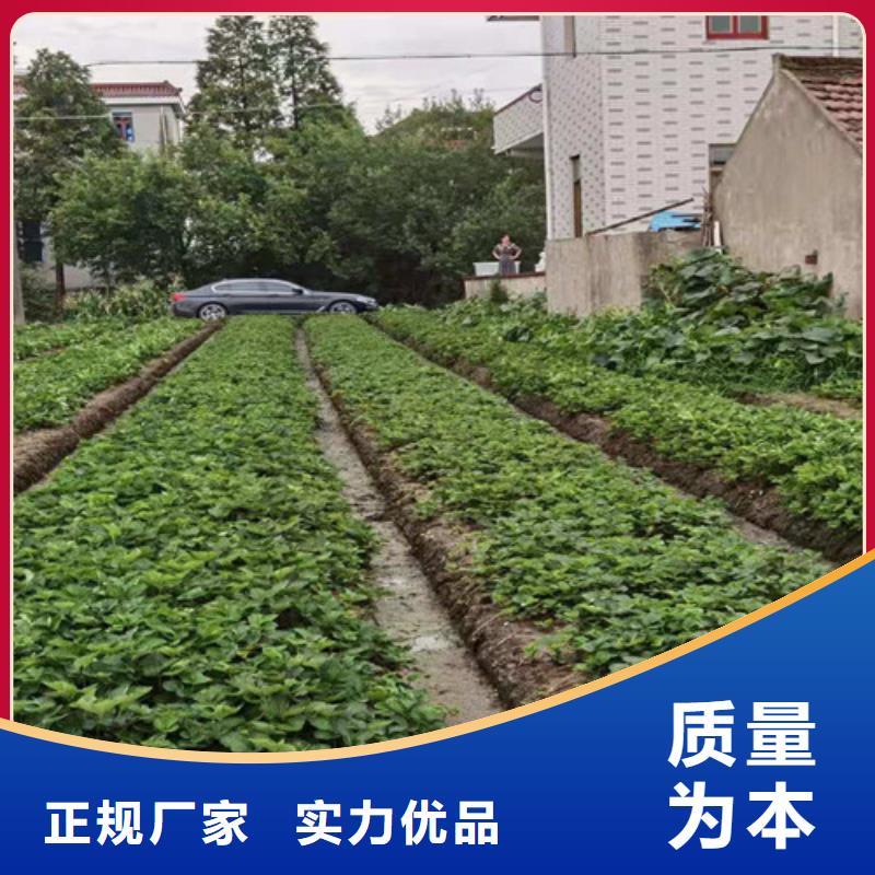 【草莓苗支持拿样】当地货源