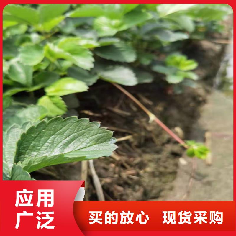 【草莓苗】葡萄苗工艺精细质保长久当地生产商