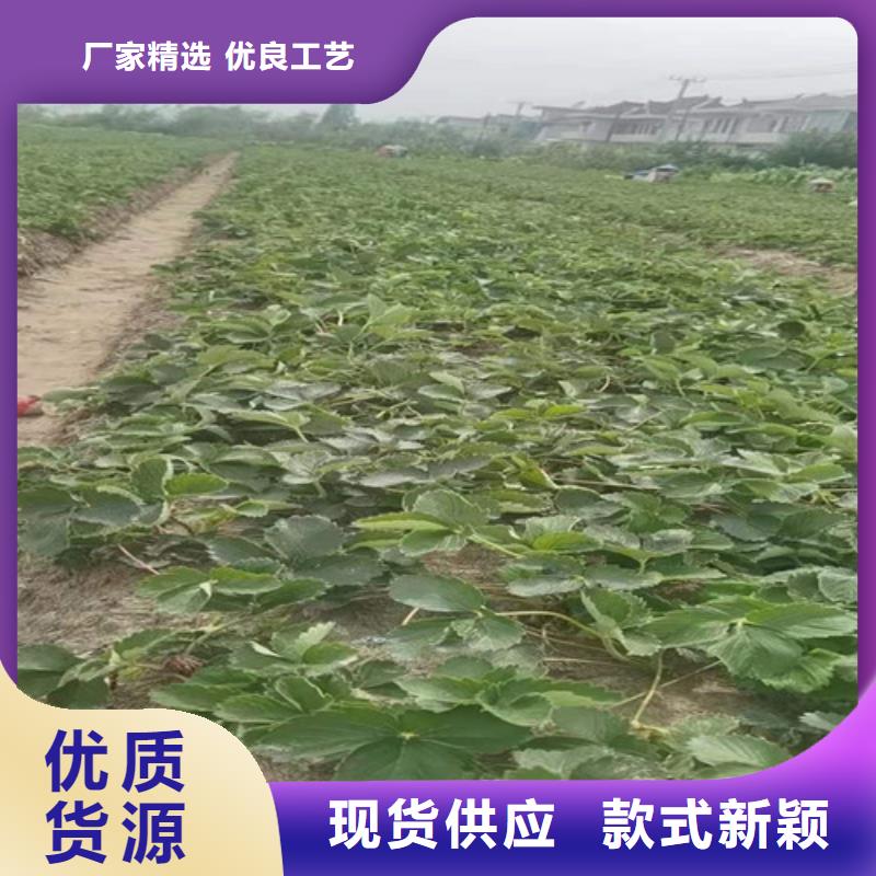 草莓苗_花椒苗按需定制设备齐全支持定制