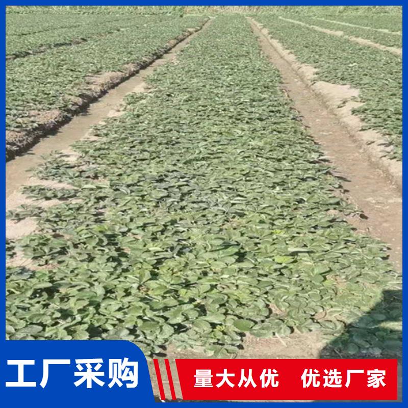 【草莓苗甜茶苗大品牌值得信赖】准时交付