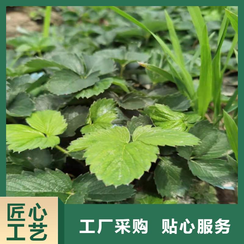 草莓苗冬枣苗质检严格我们更专业