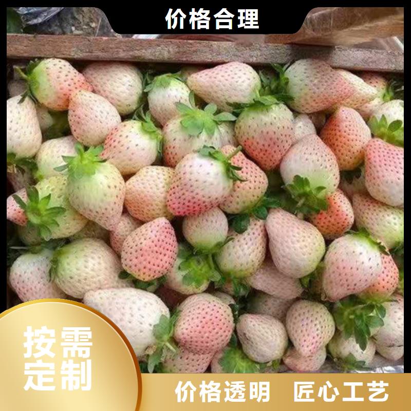 草莓苗【大棚草莓苗】经验丰富品质可靠同城经销商