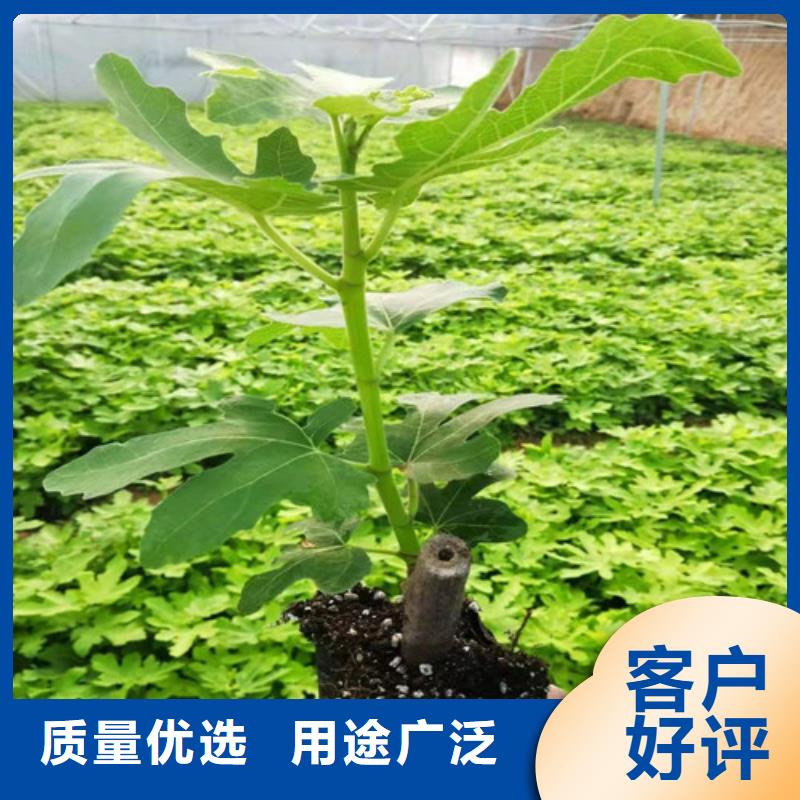 无花果花椒苗支持加工定制严格把控每一处细节