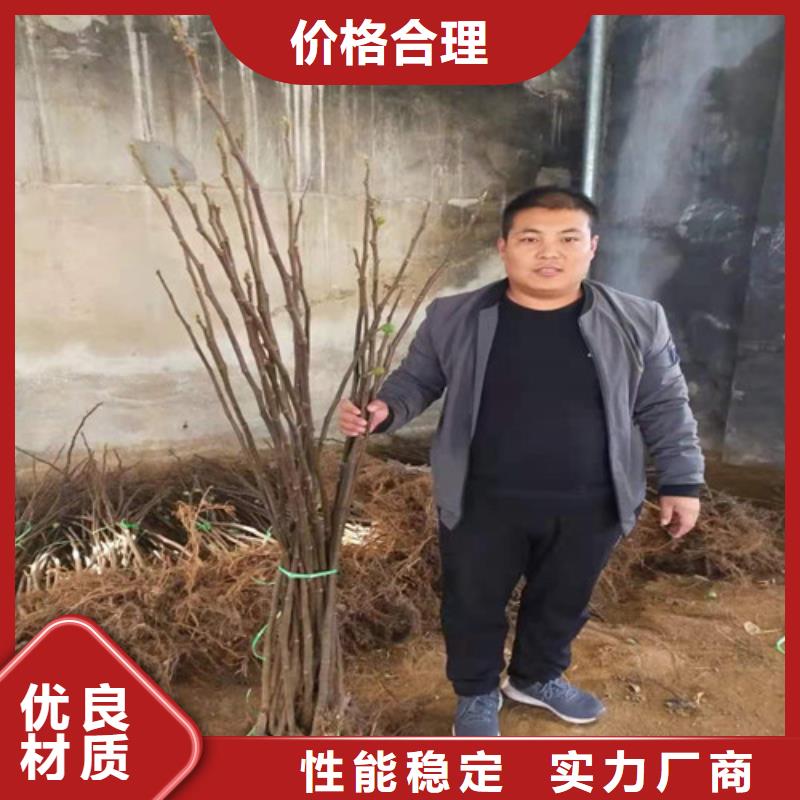 无花果,枣树苗质量上乘优势