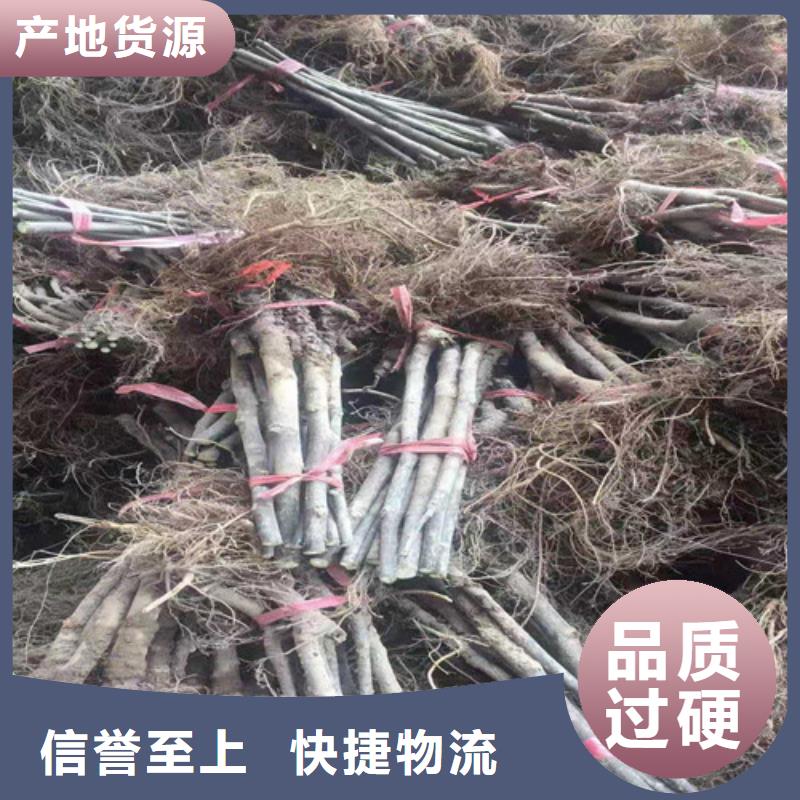 无花果木瓜海棠苗用心做好每一件产品实体厂家支持定制