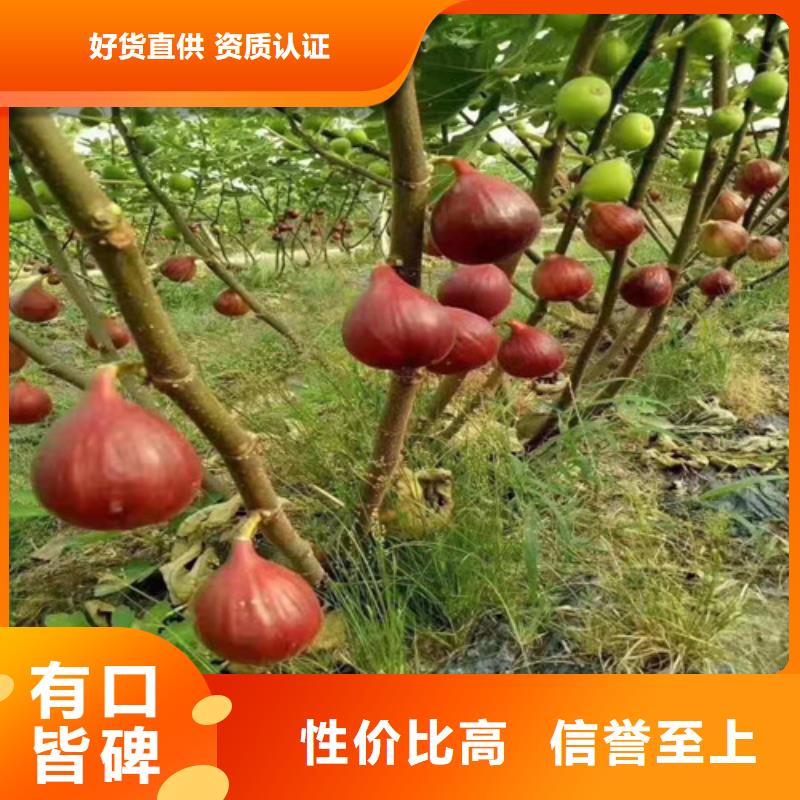 【无花果】大棚草莓苗专注品质工厂直供