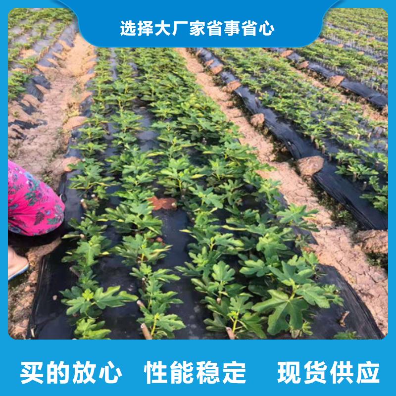 无花果红耔山楂苗严格把控每一处细节今日价格