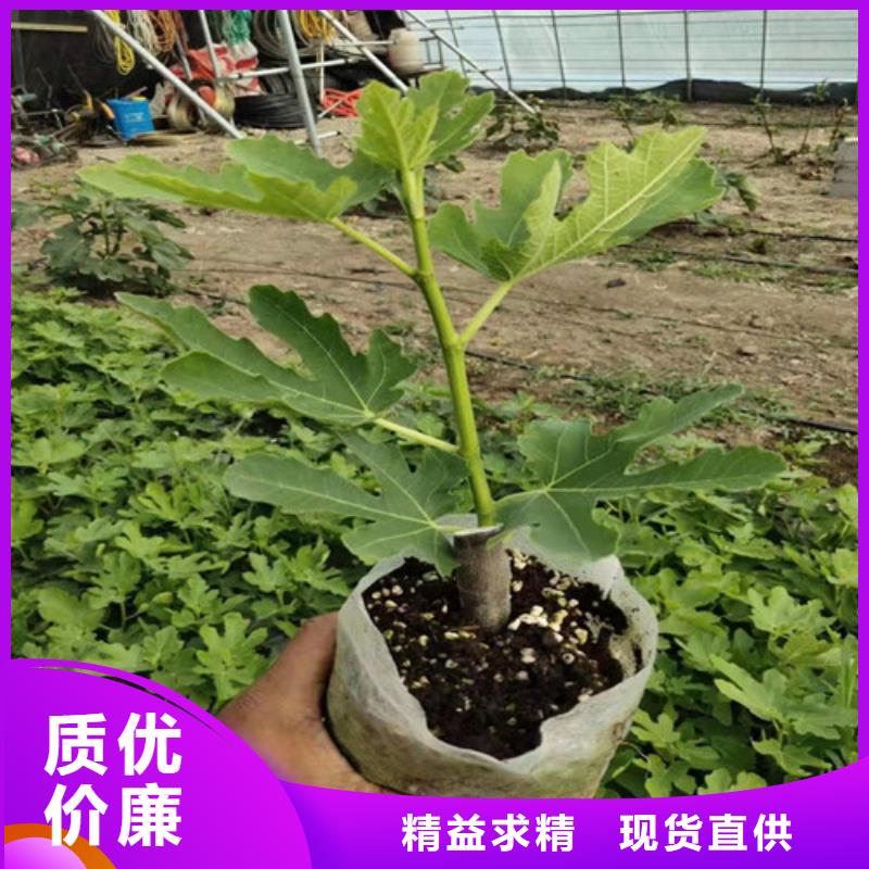 无花果葡萄苗的简单介绍一个起售