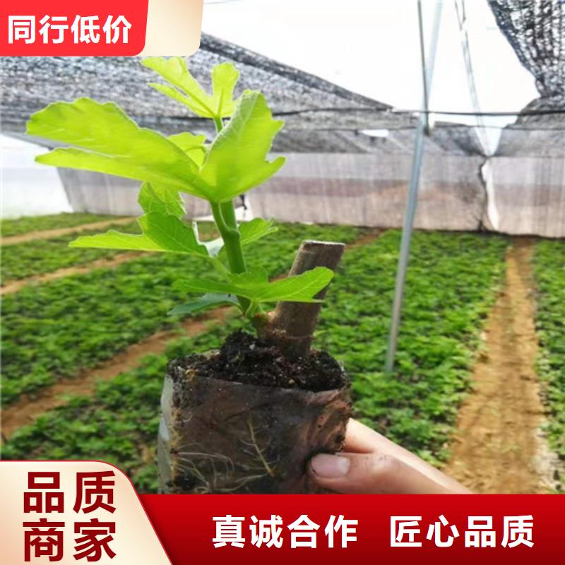 【无花果】,大棚草莓苗大量现货供应多种款式可随心选择