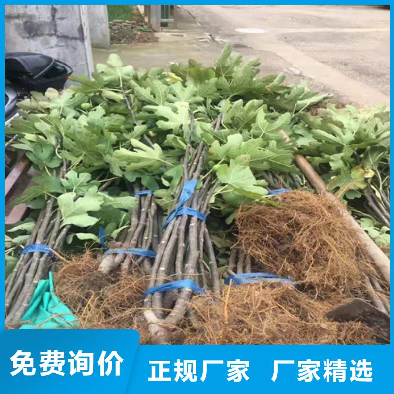 无花果鲁樱三号樱桃生产厂家货源充足