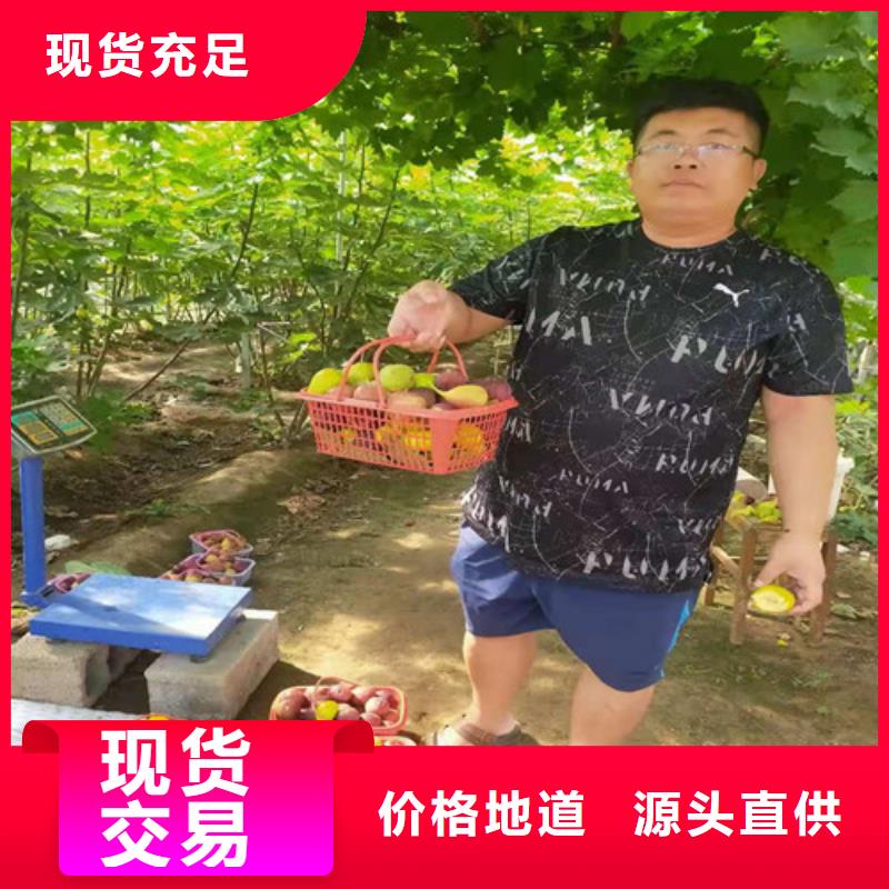 无花果樱桃树苗专业按需定制当地生产商