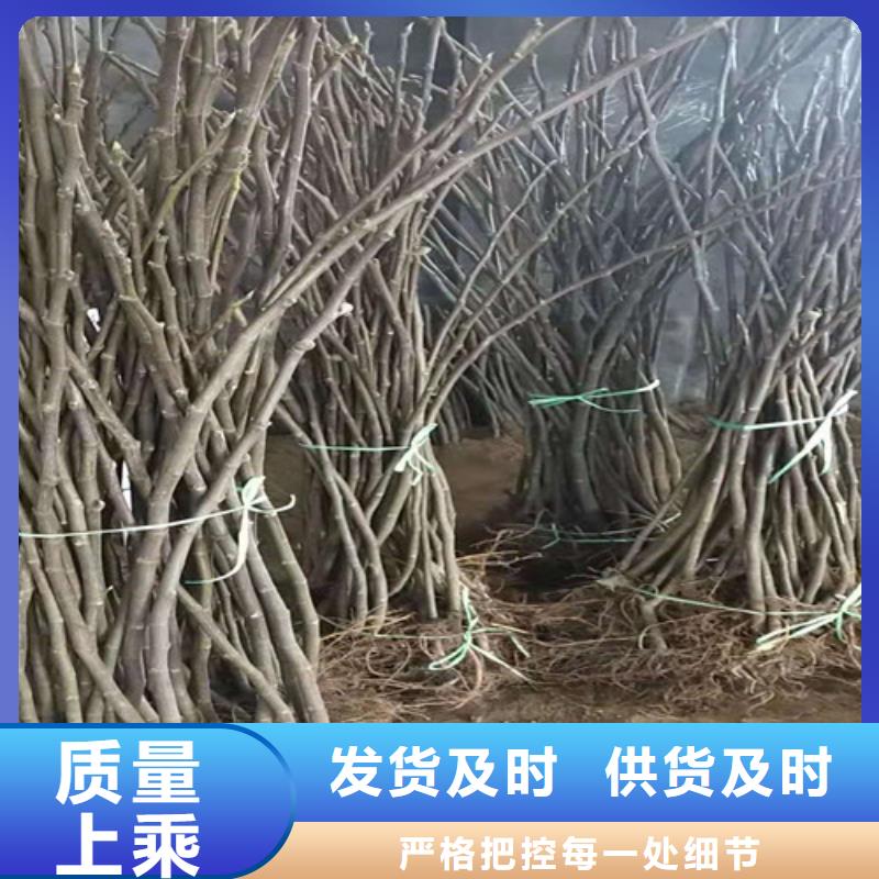 无花果_梨树苗厂家品控严格同城生产商