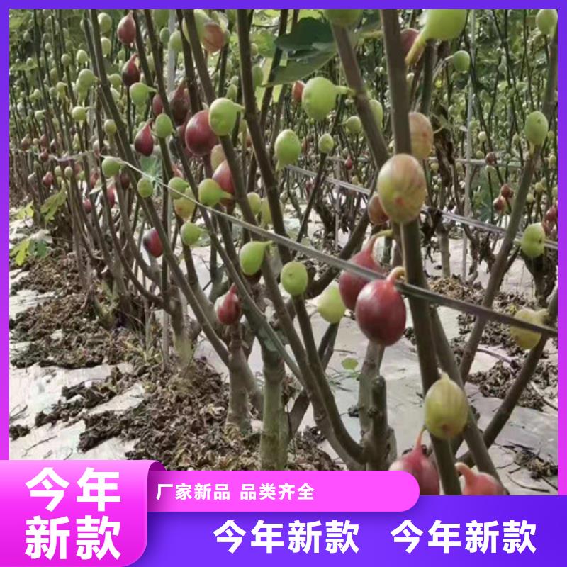 【无花果红耔山楂苗一站式采购方便省心】源头厂家来图定制