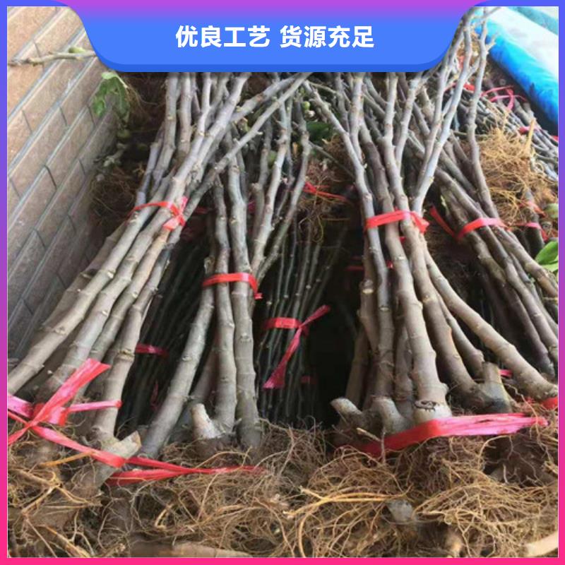 无花果樱桃树苗免费获取报价规格齐全