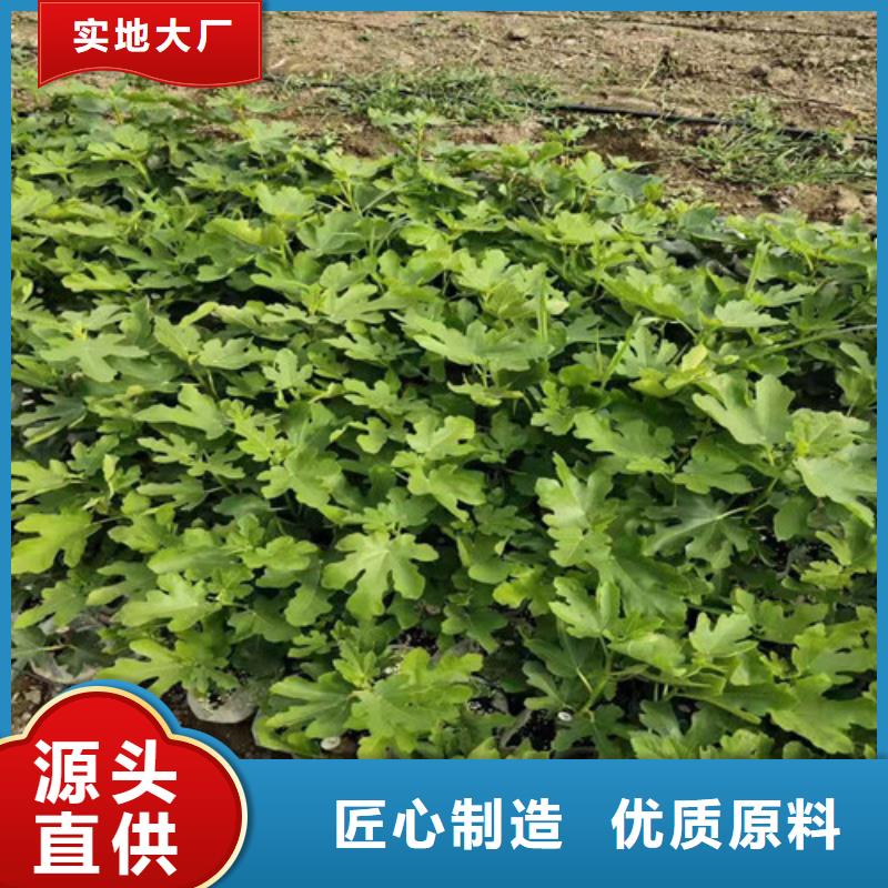 无花果香椿树苗精工细致打造真材实料