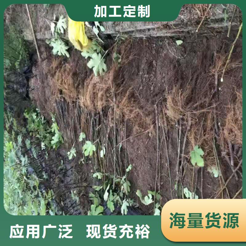 无花果大棚草莓苗性能稳定定制定做