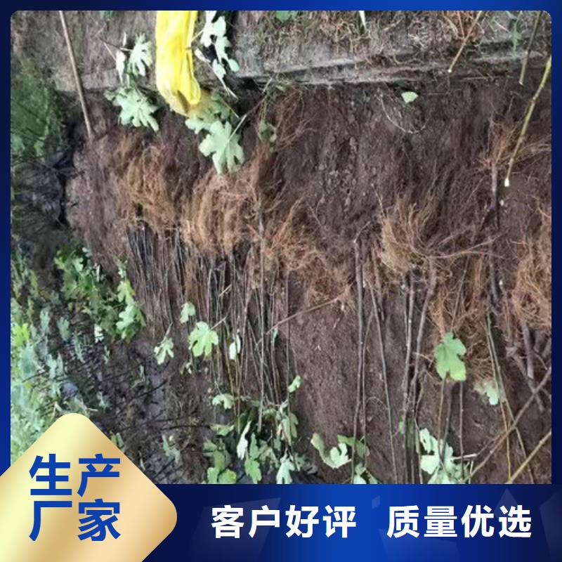 无花果樱桃树苗自有厂家本地服务商