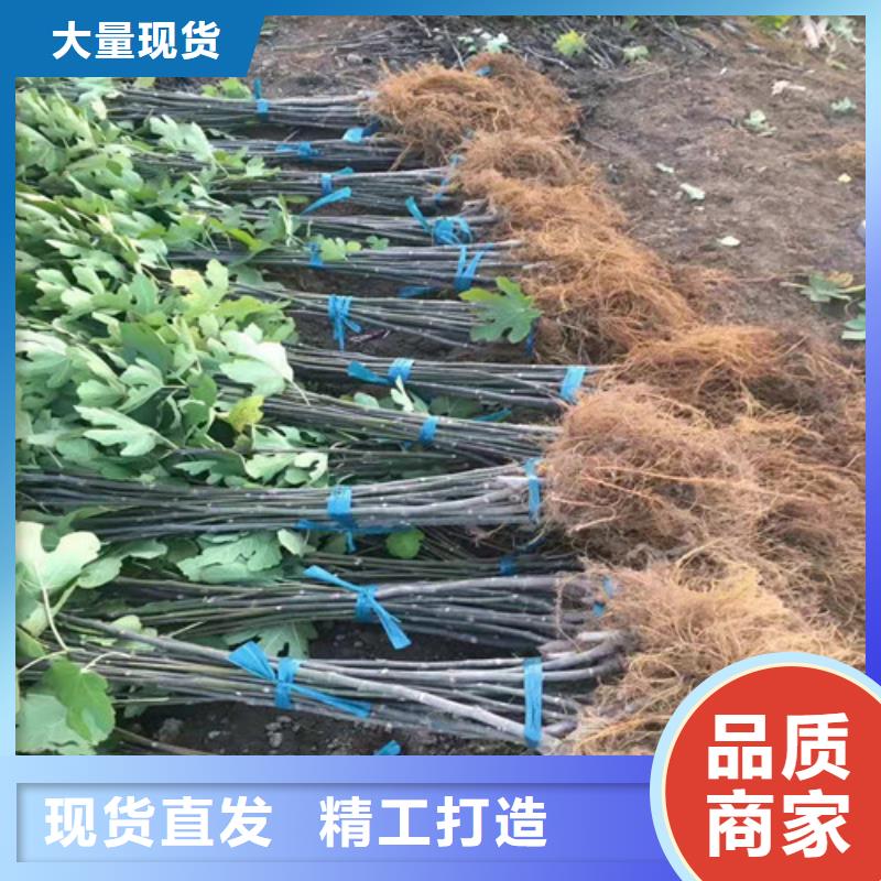 无花果-苹果苗质保一年当地经销商