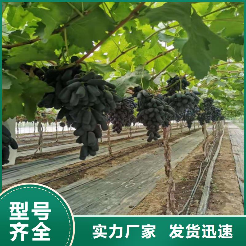 【葡萄】烟福8苹果苗优选厂家一站式采购方便省心