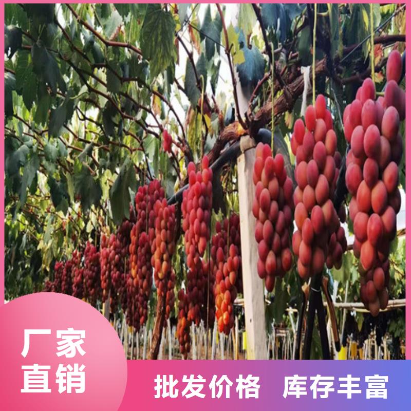 葡萄-金银花苗供您所需厂家规格全