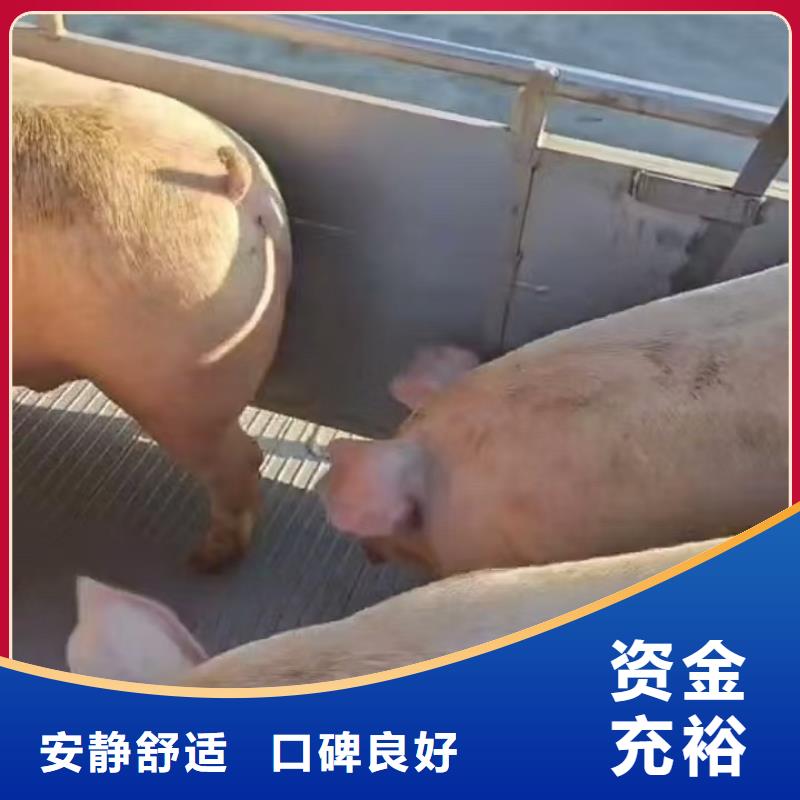 宿迁市泗阳到黄山活禽物流整车