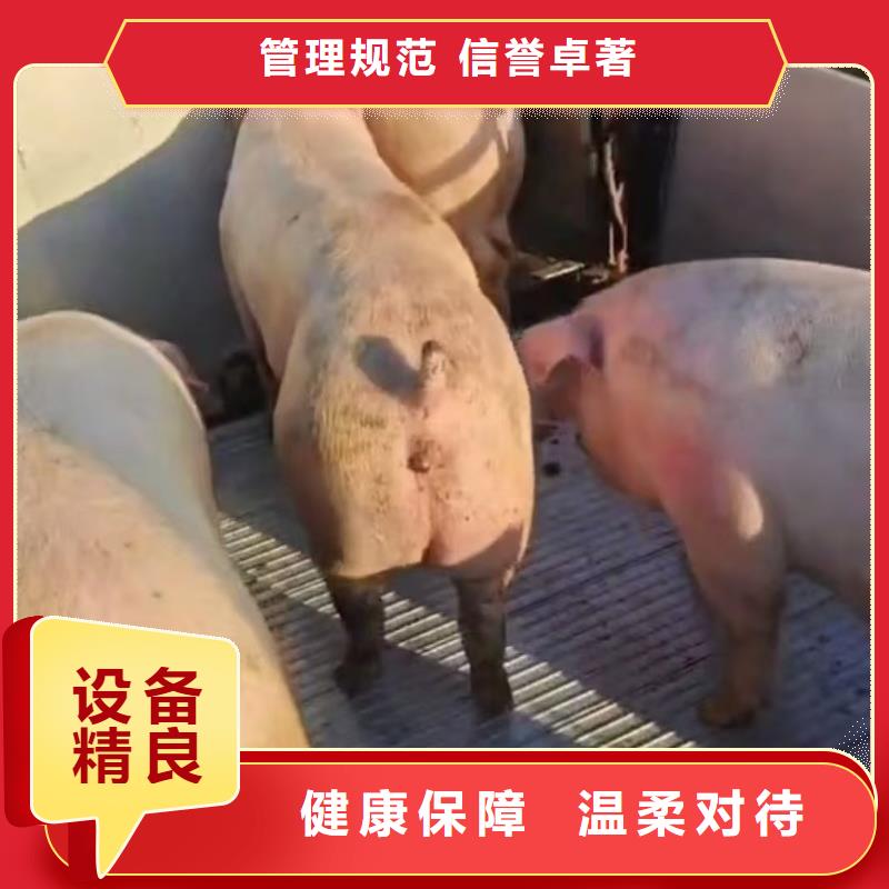 宿迁市到漯河活禽运输整车运输