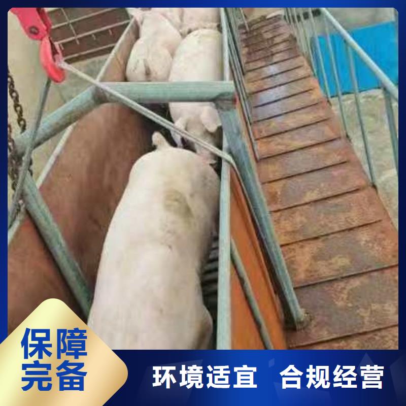 宿迁市沭阳到上海畜禽物流环境适宜