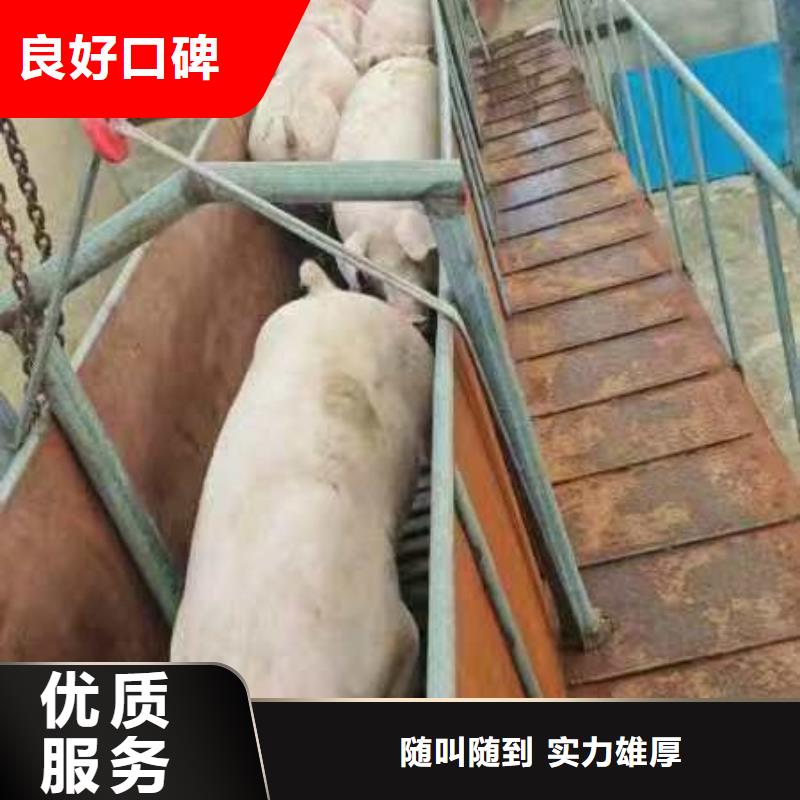 宿迁市沭阳到怒江生猪运输-空调车随叫随到