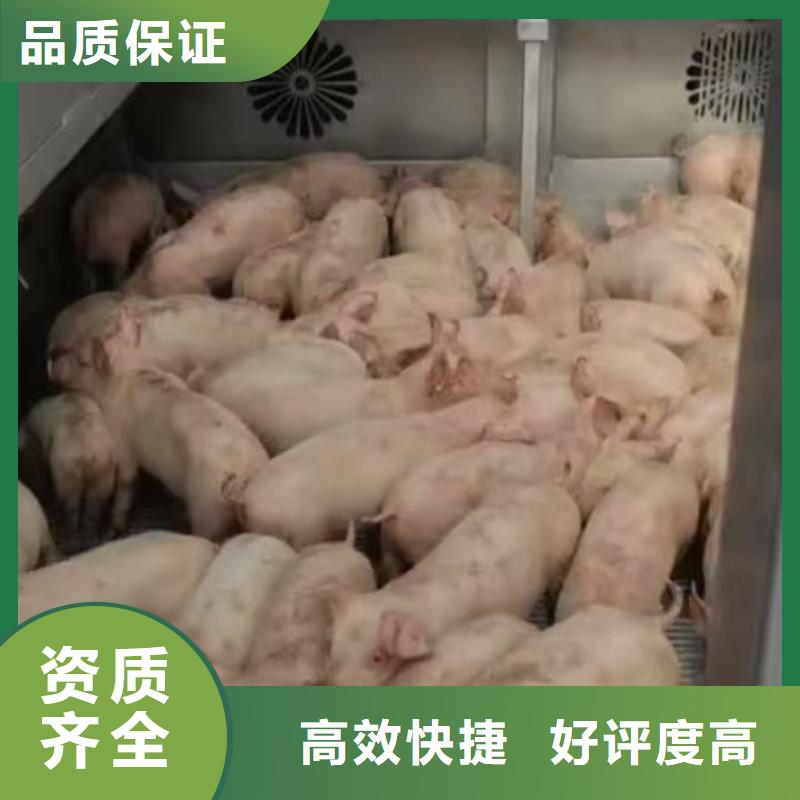 宿迁到巢湖种猪运输