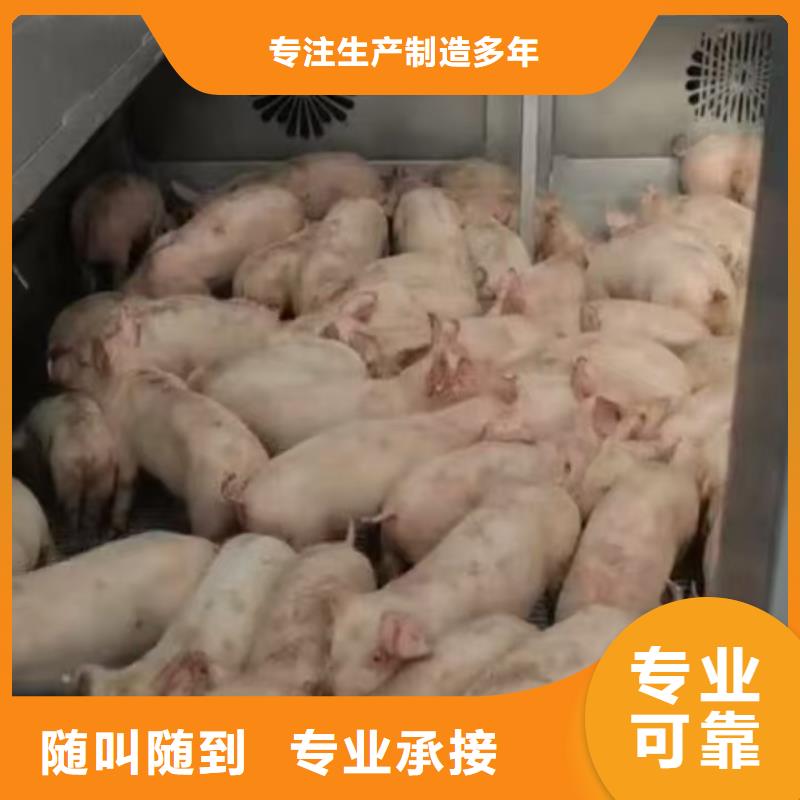杭州到巢湖生猪运输收费合理二育运输