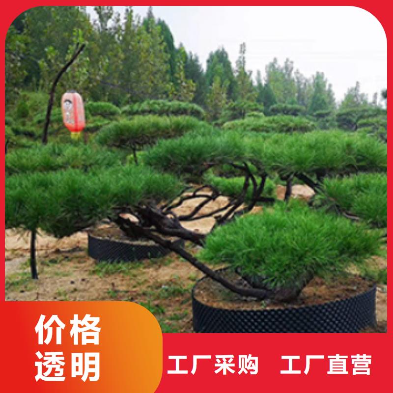 ​造型松【造型松价格】工厂现货供应当地服务商