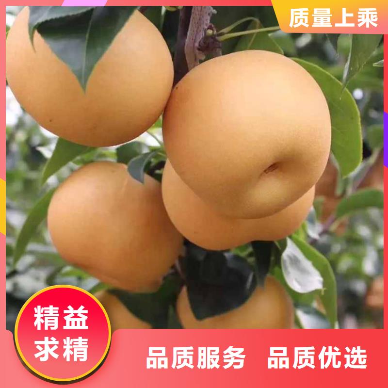 梨皇冠梨树苗生产加工专业品质