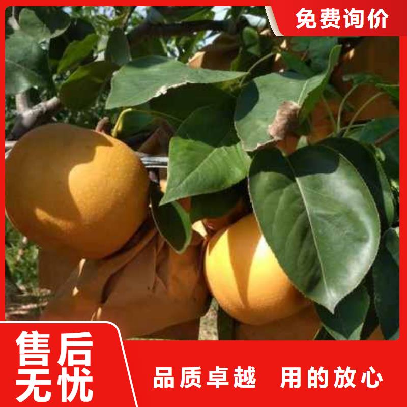 梨,杜梨苗厂家十分靠谱同城品牌
