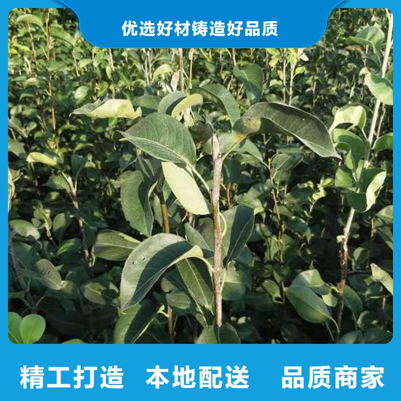 梨杜梨苗源头厂家来图定制精选优质材料