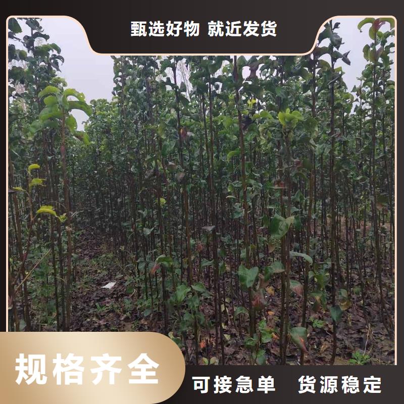 梨,玉露香梨树苗商家直供当地制造商