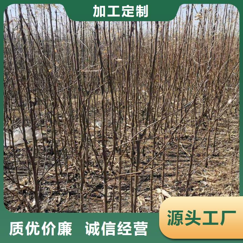 梨,红香酥梨树苗精选优质材料市场报价