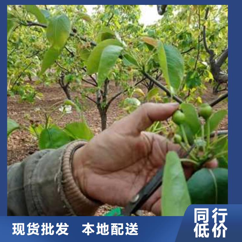 杜梨海棠苗货品齐全甄选好物