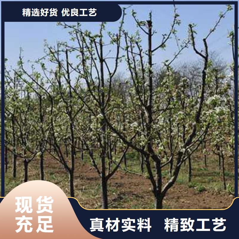 杜梨-黄冠梨树苗价格实惠工厂直供本地公司