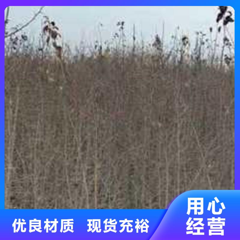 杜梨【新梨7号梨树苗】厂家大量现货定制销售售后为一体