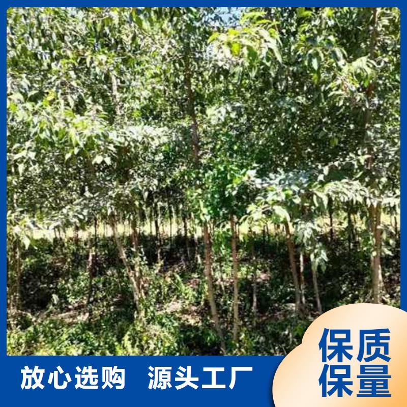 ​杜梨玉露香梨树苗源头厂家供应同城品牌
