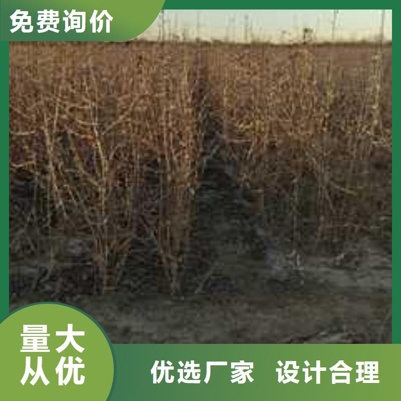 杜梨皇冠梨树苗品质不将就精工细致打造