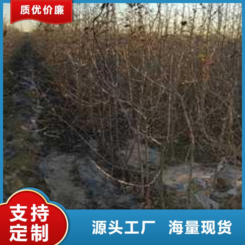 杜梨【玉露香梨树苗】严格把控每一处细节实力派厂家