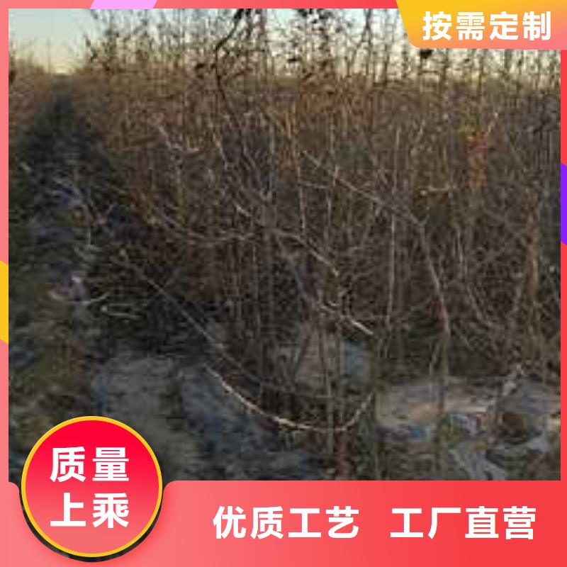 杜梨-梨树苗基地欢迎来电咨询厂家品控严格