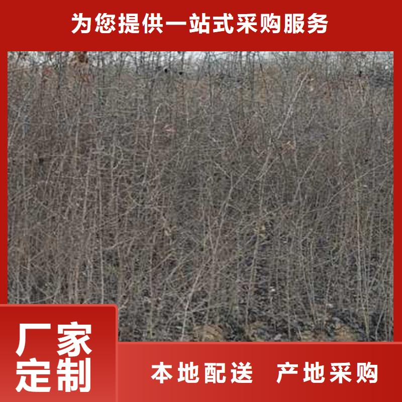 杜梨桃树苗按需定制现货销售