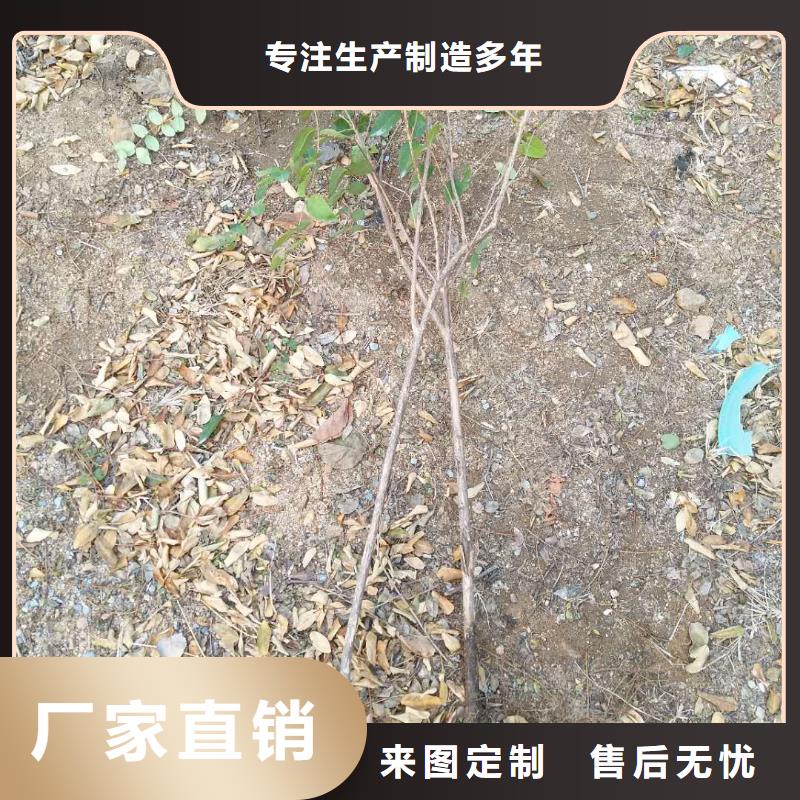 杈杷果苹果苗现货满足大量采购核心技术